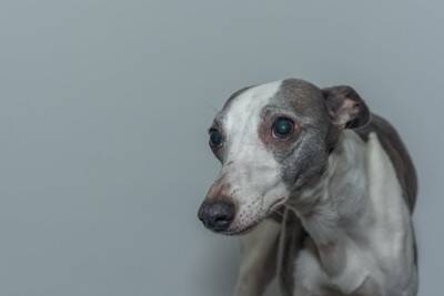 犬にトラウマを植え付ける『絶対NG行為』５選　一生消えない精神的ダメージを与えてしまうことも…