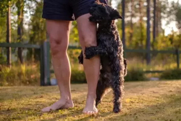 犬が『人間に腰を振る』心理5つ　マウンティングをする理由や止めさせる方法まで解説