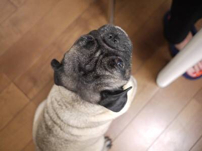 犬が『人間に腰を振る』心理5つ　マウンティングをする理由や止めさせる方法まで解説