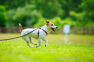 犬が散歩中『飼い主の前を歩く』心理５選　考えられる理由や愛犬がリードを引っ張るときの対処法まで