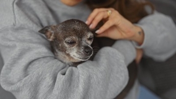 『シニア犬』を喜ばせるためにできること5つ　老犬の暮らしを充実させる秘訣とは？