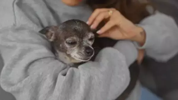 『シニア犬』を喜ばせるためにできること5つ　老犬の暮らしを充実させる秘訣とは？