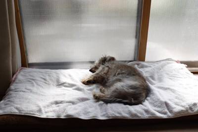『シニア犬』を喜ばせるためにできること5つ　老犬の暮らしを充実させる秘訣とは？