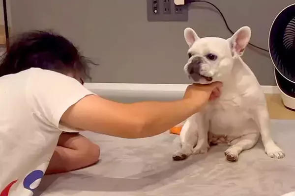 パパが『くつろぐ犬を撫でた』結果→『喜ぶかな』と思ったら…辛辣すぎる『まさかの態度』が36万再生「座り方可愛すぎる」「ずっと見ていたい」