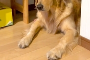 朝、部活で学校へ向かう長男→大型犬が『どうしても行ってほしくない』と訴え…行きたくなくなる『上目遣い作戦』に反響「魔性ｗ」「大好きなんだ」
