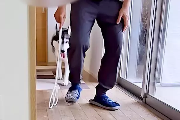 ぎっくり腰になった男性→4匹の『犬と猫』が近づいてきて、一日中…あまりにも尊い『看病の光景』に反響「めちゃ優しい」「飼い主さん幸せだ」
