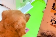 大型犬と『プリクラ』を撮ってみた結果→『可愛いプリができる』と思ったら…想像と違う『出来栄え』が43万再生「いい思い出」「浴衣可愛い」