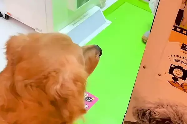 大型犬と『プリクラ』を撮ってみた結果→『可愛いプリができる』と思ったら…想像と違う『出来栄え』が43万再生「いい思い出」「浴衣可愛い」