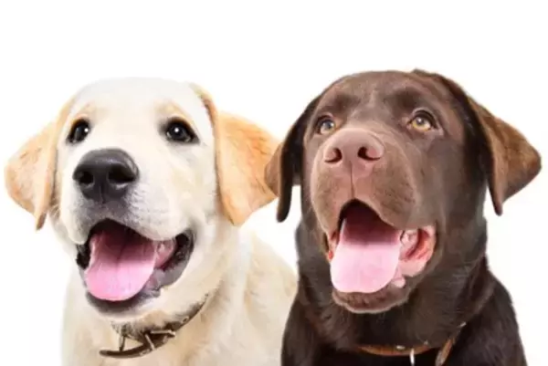 ドッグトレーニングでの『ご褒美』『褒める』の誤解とは？犬にとってのメリットで良い行動増やそう