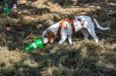 ドッグトレーニングでの『ご褒美』『褒める』の誤解とは？犬にとってのメリットで良い行動増やそう