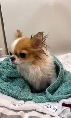 お風呂上りの犬をタオルで包んだ結果…『お耳がなくなってしまった姿』が167万再生の大反響！自分でスリスリ乾かそうとする光景も
