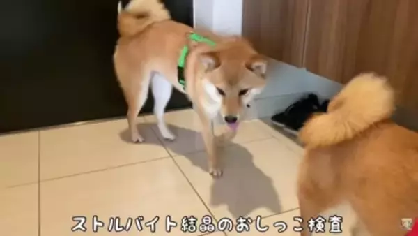 犬を病院で検査したら、恐怖のあまりに…まさかの『衝撃的な出来事』が78万再生「悲鳴交じりで切ない…」「頑張ってほんとにエライね」の声