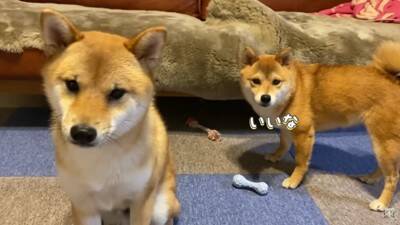 犬を病院で検査したら、恐怖のあまりに…まさかの『衝撃的な出来事』が78万再生「悲鳴交じりで切ない…」「頑張ってほんとにエライね」の声