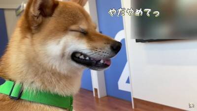 犬を病院で検査したら、恐怖のあまりに…まさかの『衝撃的な出来事』が78万再生「悲鳴交じりで切ない…」「頑張ってほんとにエライね」の声