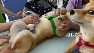 犬を病院で検査したら、恐怖のあまりに…まさかの『衝撃的な出来事』が78万再生「悲鳴交じりで切ない…」「頑張ってほんとにエライね」の声
