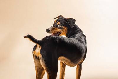 犬が『くるくる回る』理由5選　同じ場所を回り続けるのはなぜ？対処法まで