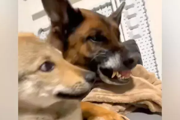 子犬が同居犬に怒られそうになった瞬間、もう1匹のワンコが…まさかの『優しすぎる行動』が23万再生「来るのはっやｗ」「めっちゃ平和」と称賛