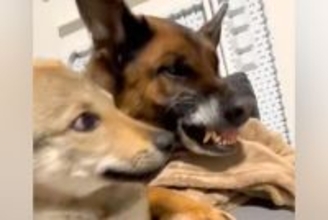 子犬が同居犬に怒られそうになった瞬間、もう1匹のワンコが…まさかの『優しすぎる行動』が23万再生「来るのはっやｗ」「めっちゃ平和」と称賛