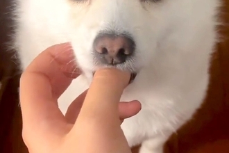 15時間ぶりに帰宅→ドアを開けたら、犬が出迎えて…赤ちゃんすぎる『まさかの甘え方』が243万再生「こんなの見たことない」「破壊力やばい」