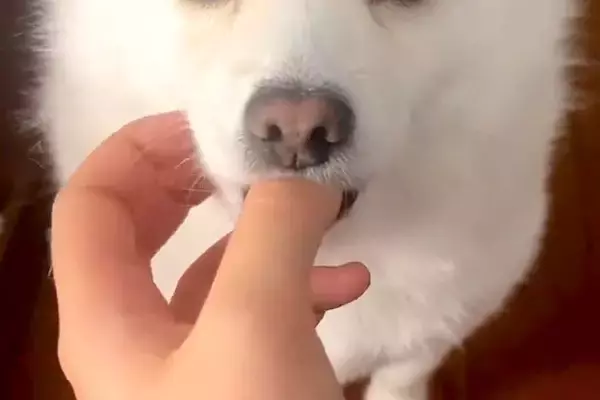 15時間ぶりに帰宅→ドアを開けたら、犬が出迎えて…赤ちゃんすぎる『まさかの甘え方』が243万再生「こんなの見たことない」「破壊力やばい」