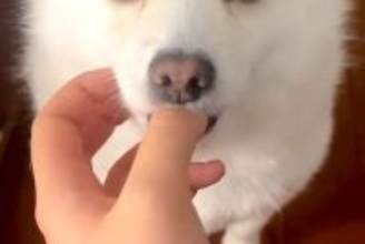 15時間ぶりに帰宅→ドアを開けたら、犬が出迎えて…赤ちゃんすぎる『まさかの甘え方』が243万再生「こんなの見たことない」「破壊力やばい」