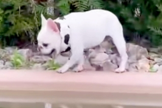 他の犬から逃げていたワンコ→池の近くまできた結果…おっちょこちょいすぎる『ハプニング』に爆笑「可哀想だけど激かわｗ」「何回も見てしまう」