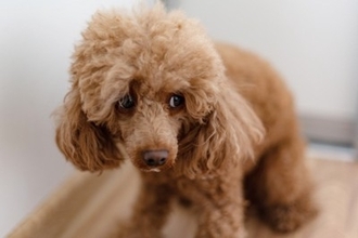 犬を怖がらせてしまう『絶対NG行為』5選　愛犬が恐怖心を抱いているときにみせるサインとは？