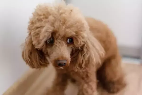 犬を怖がらせてしまう『絶対NG行為』5選　愛犬が恐怖心を抱いているときにみせるサインとは？