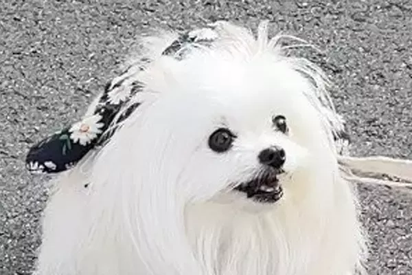とてもお利口さんな犬→でも、トイレをする時に…唯一失敗した『しつけ』に4万いいね「クセ強くて草」「ぜひ居合わせたい」「歌が気になるｗ」