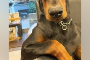 『イケメンと初めて手繋ぎました』大型犬との恋人ごっこ→想像以上に『カッコいい光景』が140万再生「彼氏LV999」「絶対守ってくれる」