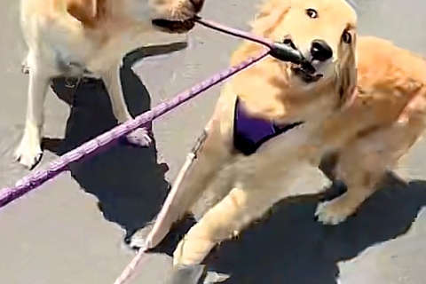 『絶対に帰りたくない大型犬』VS『帰りたい大型犬』お互いの意見が食い違った『まさかの攻防戦』に爆笑「カオスで草」「2匹で散歩行けそうｗ」