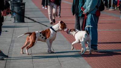 犬を飼うと『人生が変わる』って本当なの？そう言われている5つの理由や暮らしの変化まで