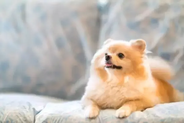 『モフモフ』な人気犬種6選　ふわふわな毛並みを持つワンコの魅力や適切なお手入れ方法まで