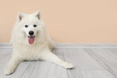 『モフモフ』な人気犬種6選　ふわふわな毛並みを持つワンコの魅力や適切なお手入れ方法まで
