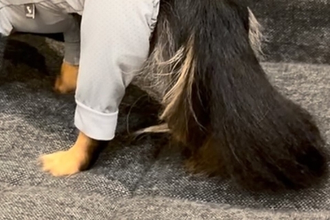 雨の日、外で濡れないよう『犬に洋服を着せた結果』→思った以上にピチピチで…子どものような態度が65万再生「感情豊かｗ」「絶望顔で草」