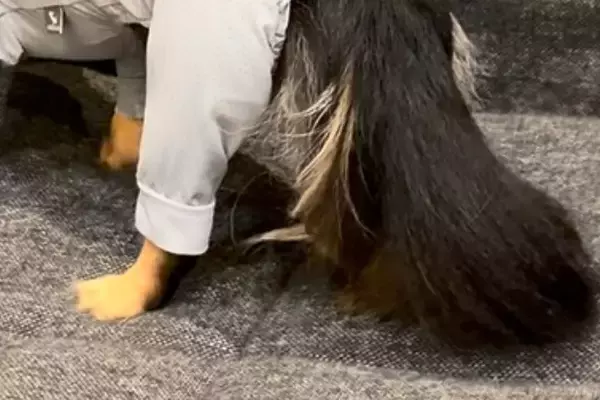 雨の日、外で濡れないよう『犬に洋服を着せた結果』→思った以上にピチピチで…子どものような態度が65万再生「感情豊かｗ」「絶望顔で草」