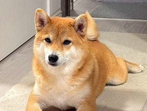 『遊んでほしい』とアピールする犬→おててを見てみると…まさかの『器用すぎるお誘いの仕方』が22万表示「礼儀正しくて草」「健気な誘い方ｗ」