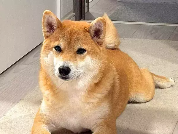 『遊んでほしい』とアピールする犬→おててを見てみると…まさかの『器用すぎるお誘いの仕方』が22万表示「礼儀正しくて草」「健気な誘い方ｗ」