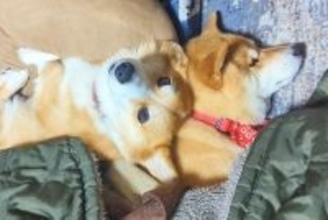 一緒にコタツで寝ていた2匹の犬→片方が枕を奪われてしまったら…『感情ダダ漏れな表情』と『まさかの対応』が40万再生「面白すぎ」「優しい」