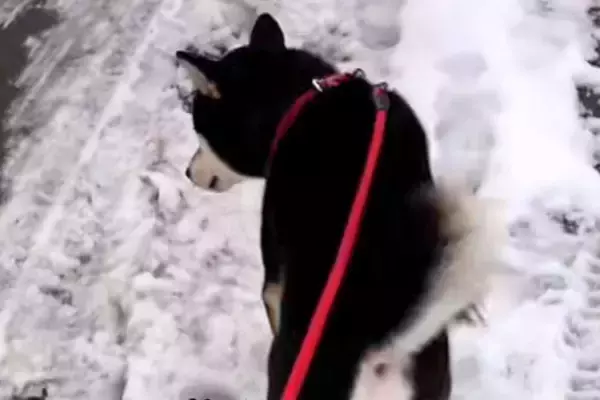 雪で転んだことがある女性→散歩中、犬が心配して…頼もしくて尊い『まさかの行動』が41万再生「前世は紳士だな」「最高の彼氏系犬」と大絶賛