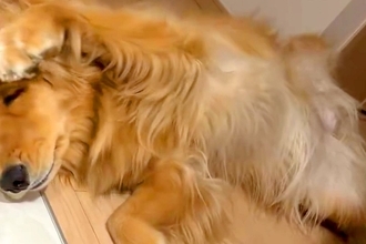 猫と一緒に育った大型犬→影響を受け過ぎて…完全に『自分を猫だと思っている光景』に3万いいね集まる「大きい猫で草」「とってもかわいい」