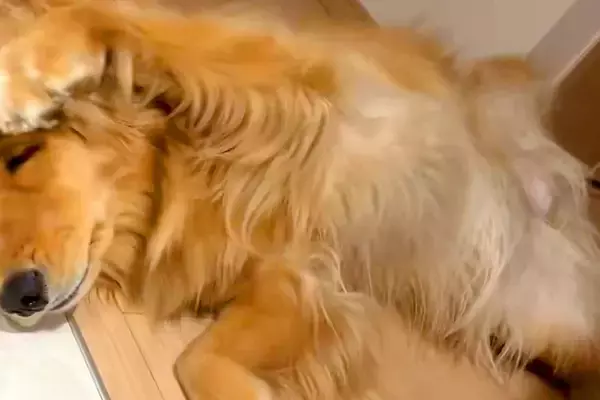 猫と一緒に育った大型犬→影響を受け過ぎて…完全に『自分を猫だと思っている光景』に3万いいね集まる「大きい猫で草」「とってもかわいい」