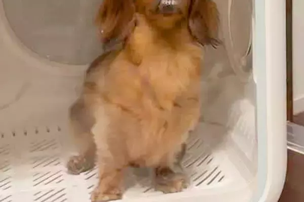 夜ご飯が鍋だったため、犬をドライハウスに入れた結果→ふと様子を見てみると…『まさかの表情』が252万再生「吹いたｗｗ」「100点満点」