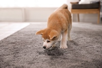 犬が『トイレを我慢している』サイン5選　問題なく排泄させるためにできることはあるの？