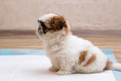 犬が『トイレを我慢している』サイン5選　問題なく排泄させるためにできることはあるの？