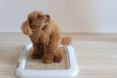 犬が『トイレを我慢している』サイン5選　問題なく排泄させるためにできることはあるの？