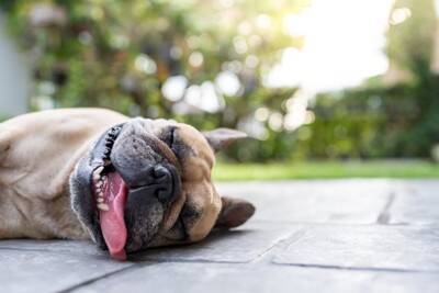 夏に『犬の散歩』絶対に行ってはいけない時間帯とは？気温が高い日はどうしたらいいの？