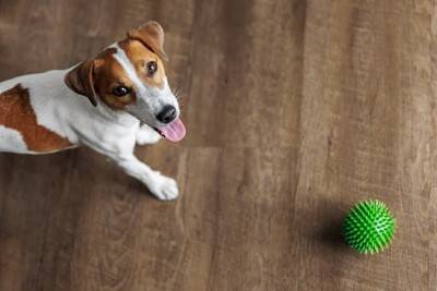 夏に『犬の散歩』絶対に行ってはいけない時間帯とは？気温が高い日はどうしたらいいの？