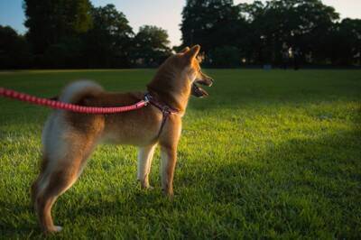 夏に『犬の散歩』絶対に行ってはいけない時間帯とは？気温が高い日はどうしたらいいの？