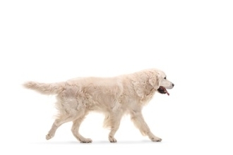犬が飼い主を無視して通りすぎる『5つの心理』なぜ目の前を素通りして行くの？